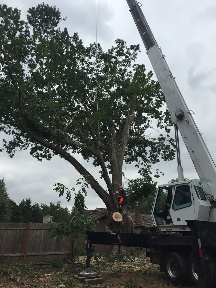 Quality Tree Services Landscaping, Quality Landscaping And Maintenance Services
